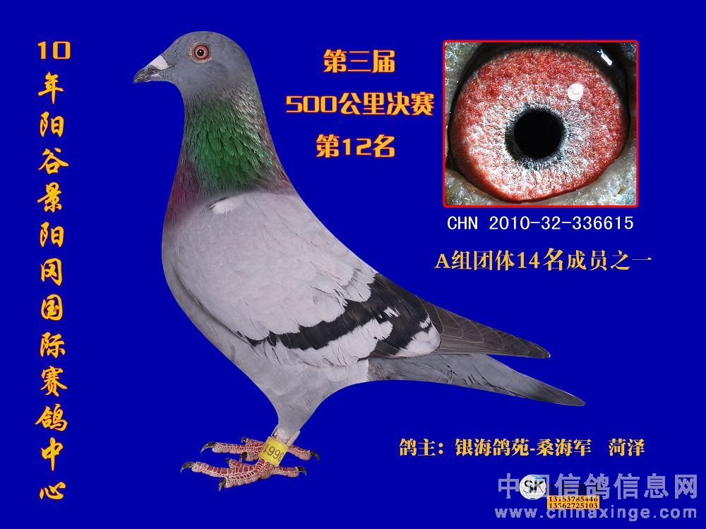 山东赛鸽公棚最新公告