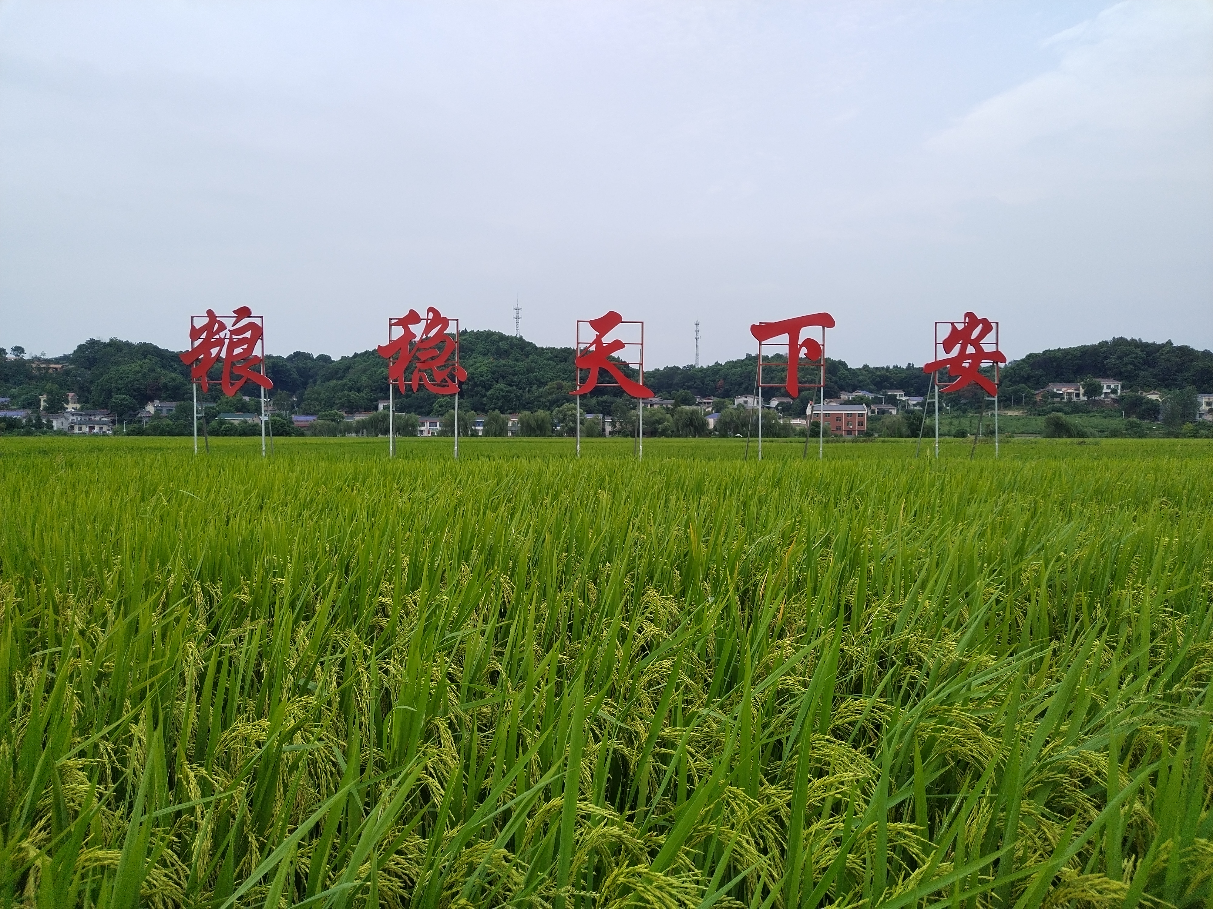 粮食安全之重，稳定粮食供应的深远影响与共同责任