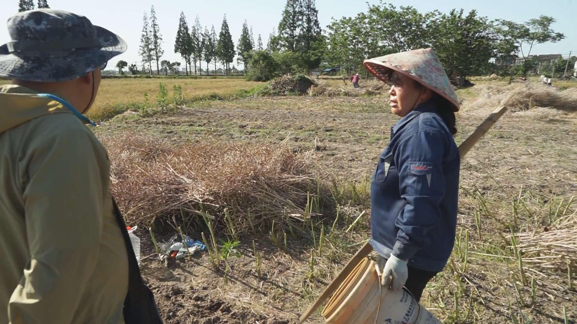 多省探索农村秸秆限时焚烧，绿色之旅寻找内心平静之路