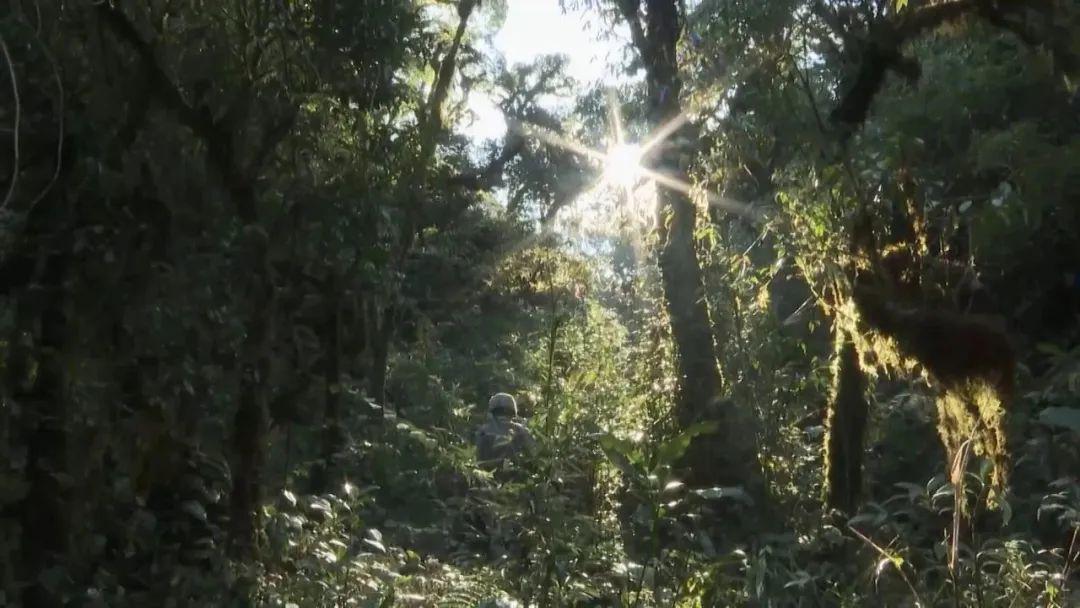 部队穿越哀牢山的壮丽现场画面🌄