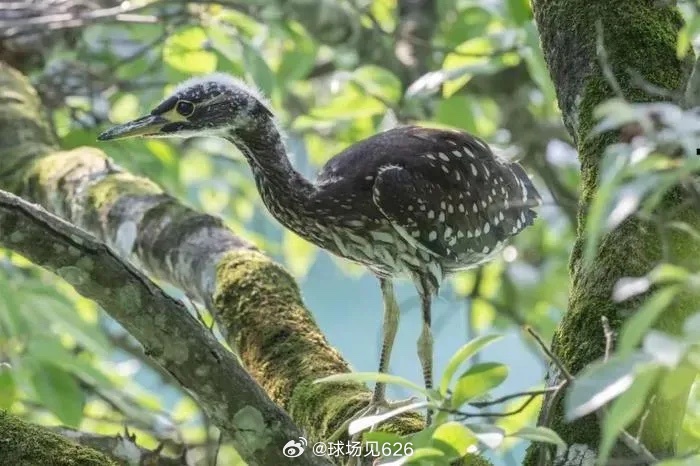 哀牢山奇遇，千鸟之翼，全球仅千只珍稀鸟类揭秘