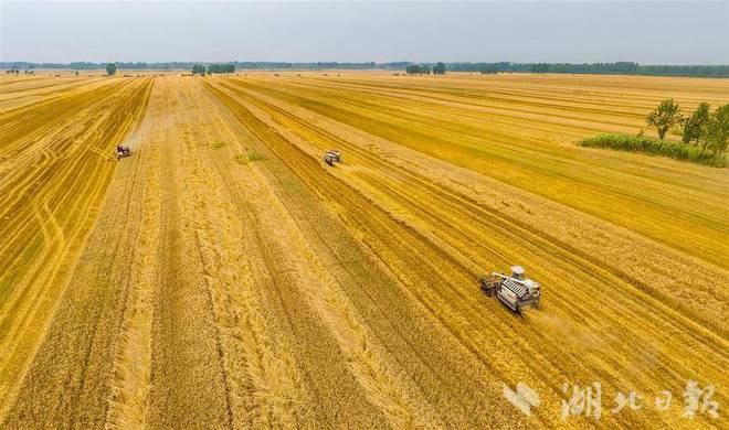 湖北省油菜籽最新价格概览及概览分析