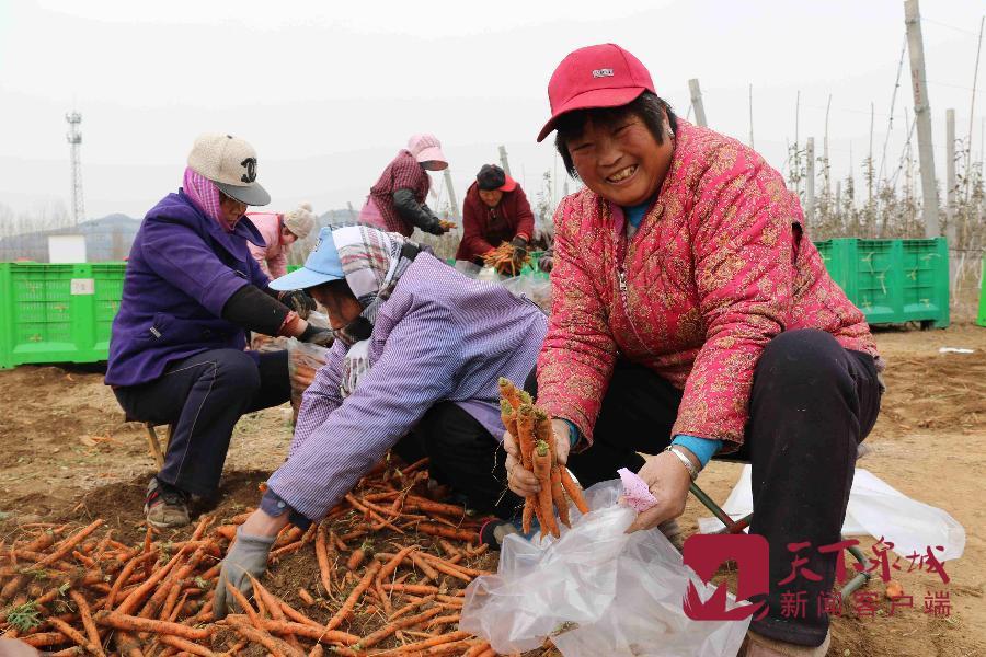 平阴最新在线招聘信息及其探讨