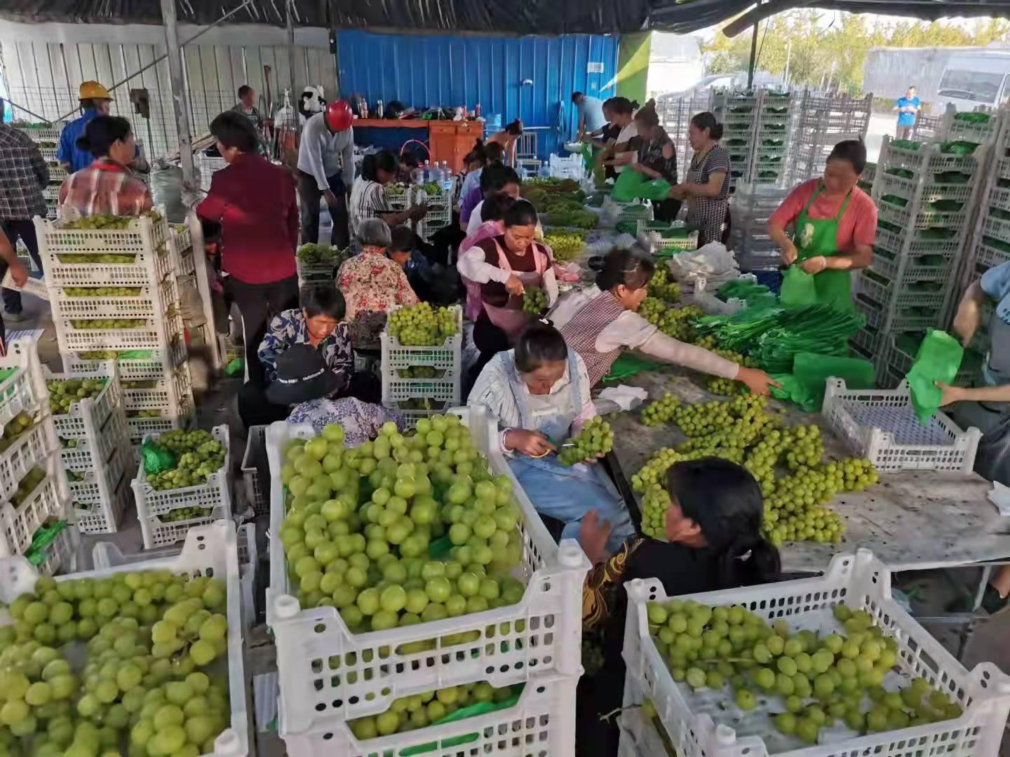 泗洪人才市场最新招聘，探寻奇妙招聘之旅