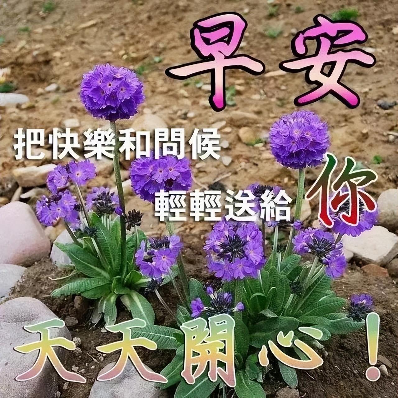 南京种植牙集采最新动态，微笑之旅，探寻内心宁静绿洲