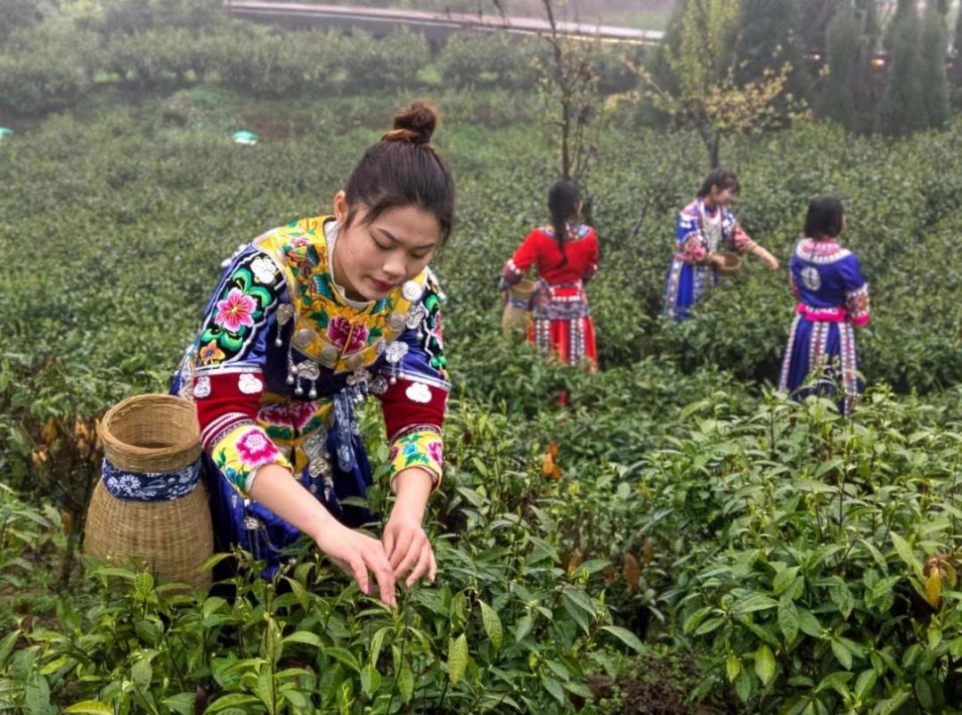 最新一芽一叶采茶机，与自然美景的浪漫遨游之旅