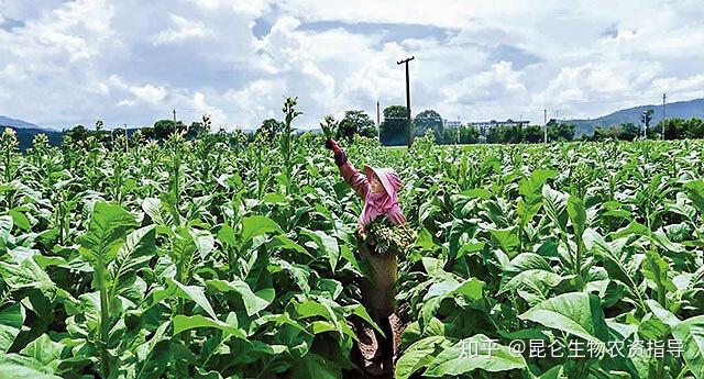 云烟87最新栽培技术，种植乐趣与友情的种子之旅