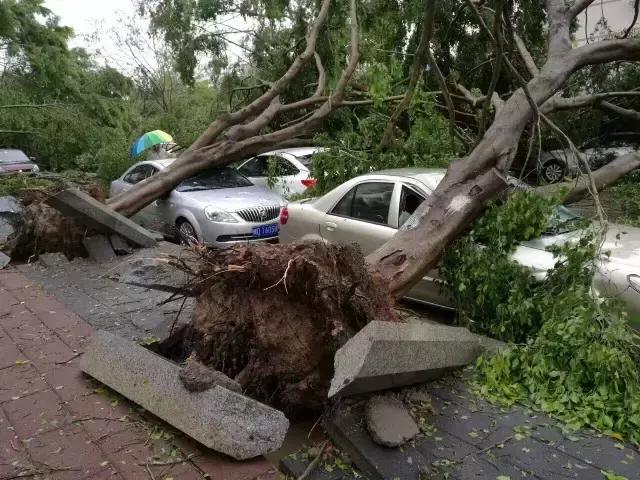 厦门台风最新动态，风雨中的自然探索之旅持续更新