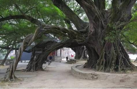 中巴经济走廊最新成果揭秘，小巷独特风景背后的隐藏宝藏