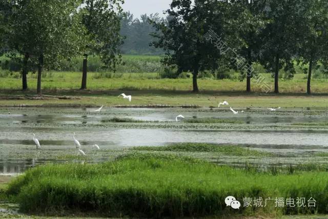 蒙城湿地公园最新动态与相关讨论热议