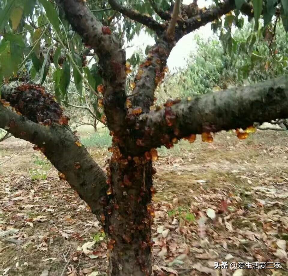 桃胶最新价格探析，全面视角的论述