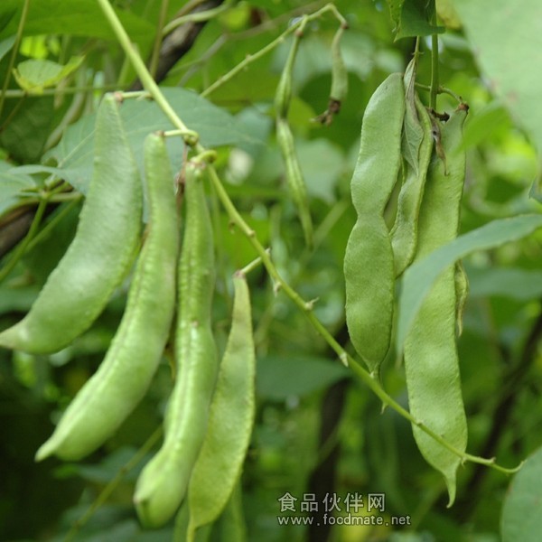 芸豆最新价格揭晓，一场温馨的寻豆之旅