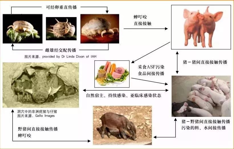 猪肉瘟疫防控革新，科技守护健康——最新高科技产品介绍