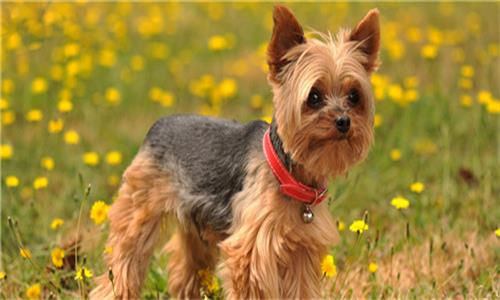 最新三平犬业种公，卓越血统的引领者