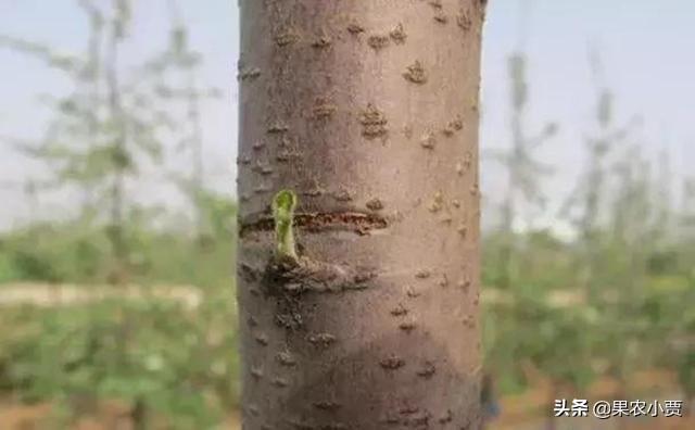 苹果树最新促花技术，科技助力花繁果硕的培育之道