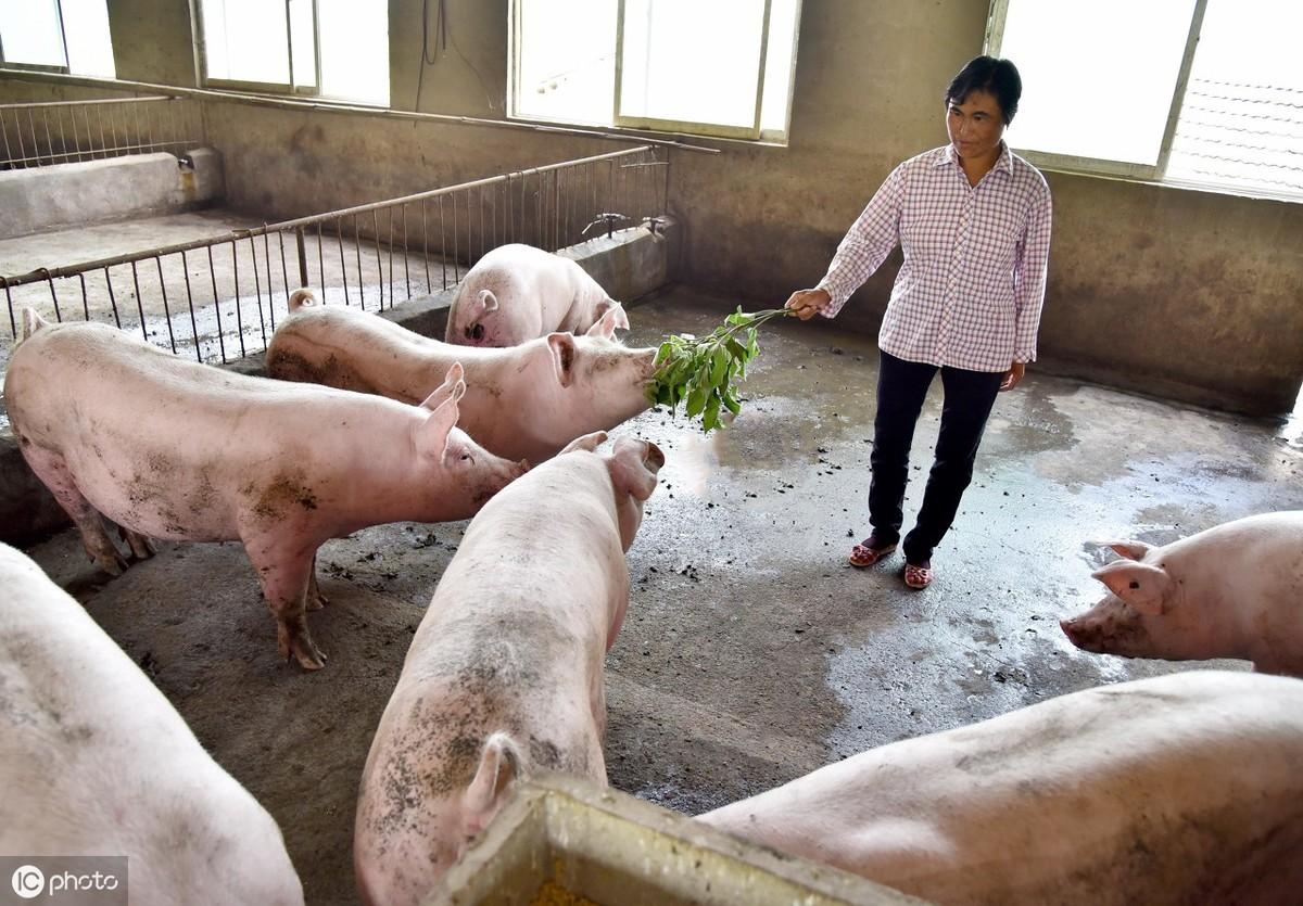 肉毛鸡价格最新行情走势深度解析与预测📈🔍