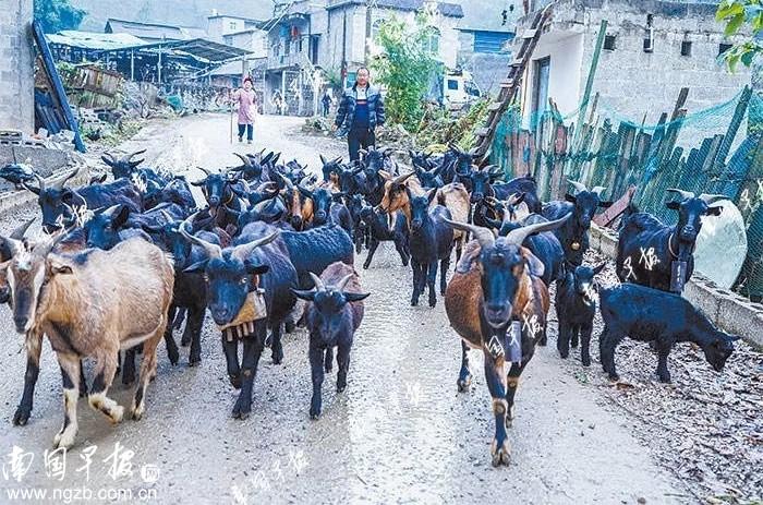 山羊行情市场走势深度解析与多元观点探讨