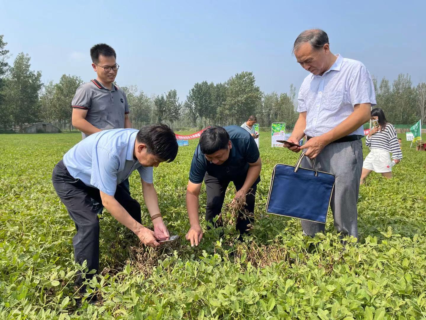 河南花生最新收购价格,完善实施计划_计算能力版94.541