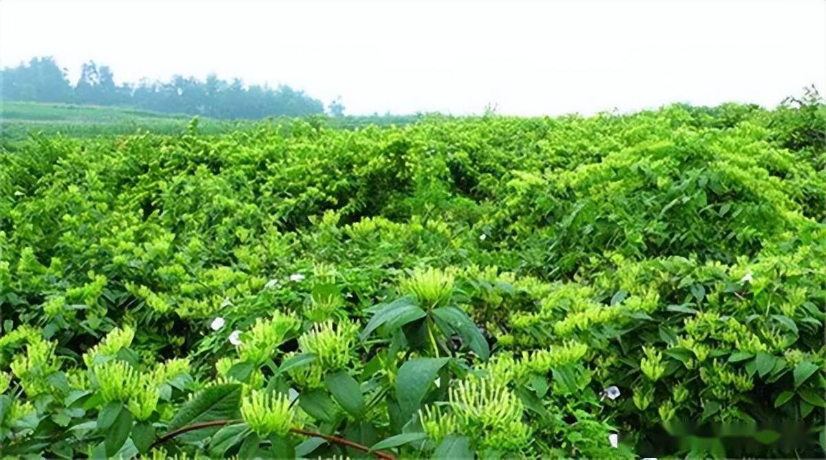 时代变迁下的山银花市场，最新价格动态解析