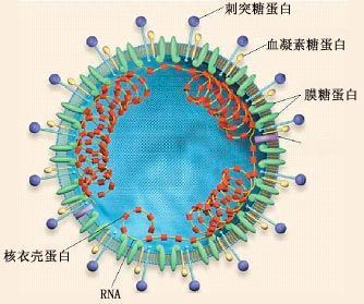 最新型肺炎病毒深度分析与个人观点