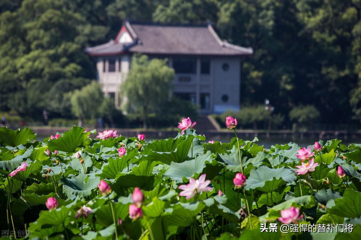 最新蚂蚁庄园问题答案大解密，知识与智慧的较量，潜能激发之旅