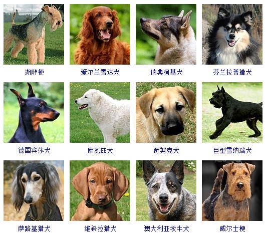 最新宠物犬品种概览