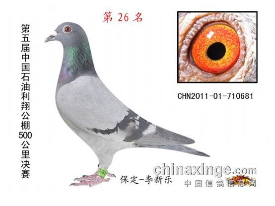 新疆赛鸽公棚最新公告，自然之旅启程，探寻内心宁静与平和